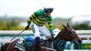 I Am Maximus delights connections ahead of National defence