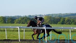 Owen predicting bold show from Ambiente Friendly