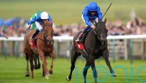 Cinderella&rsquo;s Dream blooms in Dahlia test