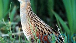 Project to boost Rathlin corncrake among those receiving biodiversity funding