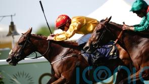 Cercene taking distance test in Nassau Stakes