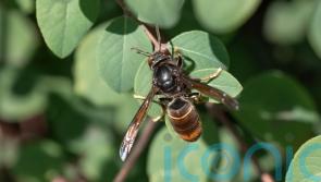 Vigilance urged after sighting of rare Asian hornet in Cork
