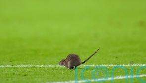 5 strange stoppages in football games after rat halts Wales&rsquo; World Cup qualifier