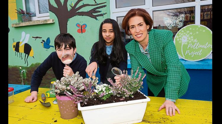 Pollinator ambassadors for schools in Limerick