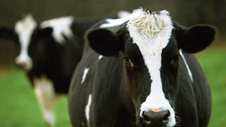 ICMSA calls on banks to support Limerick farmers in &lsquo;challenging&rsquo; year