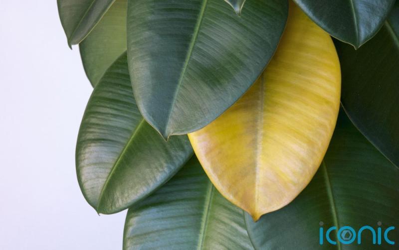 Struggling to keep that new houseplant alive? Here&rsquo;s how to show them some TLC