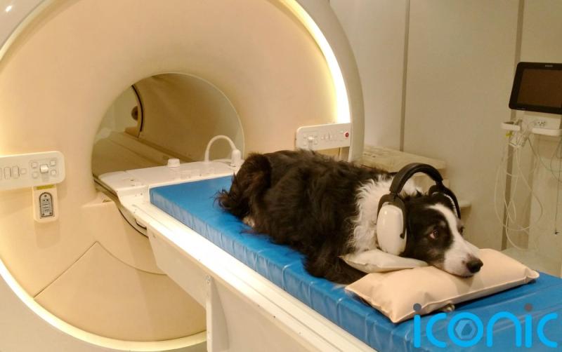 New research shows dogs can detect speech and distinguish between languages