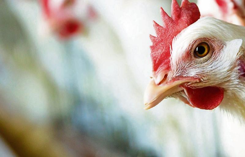 Easement on sale of defrosted poultry meat in UK does not affect Ireland, says FSAI