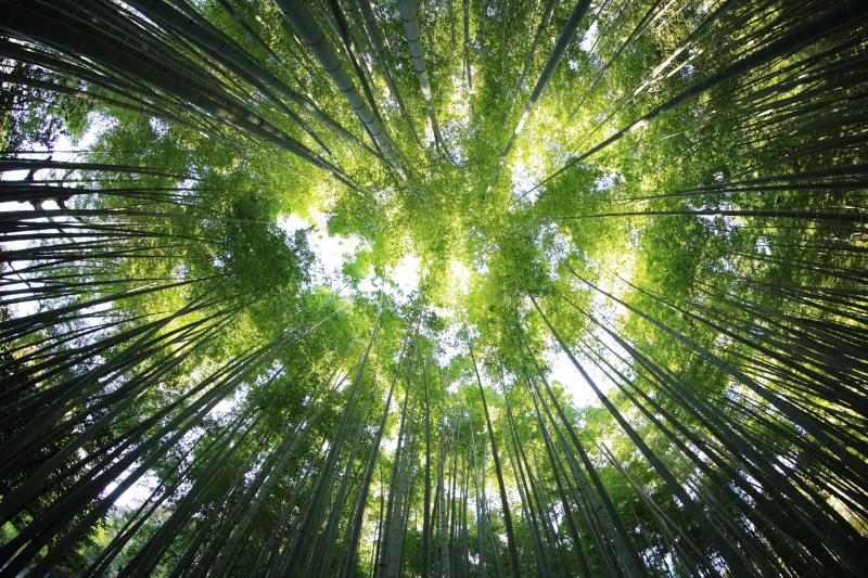 100,000 hectares of forest to be planted in effort to focus on climate action 