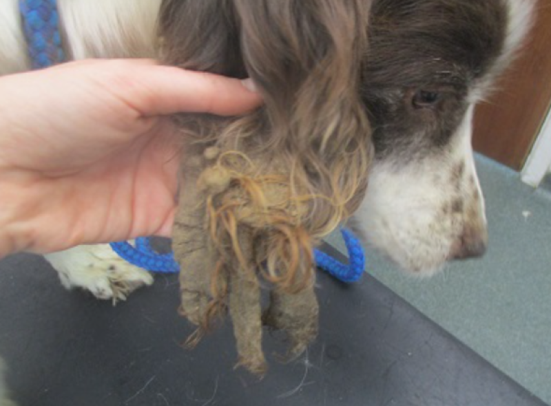 Irish charity issues appeal for donations to fund animal cruelty helpline