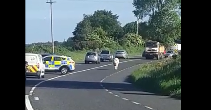 WATCH: Cute young animal causes Garda&iacute; some trouble on busy road this morning 