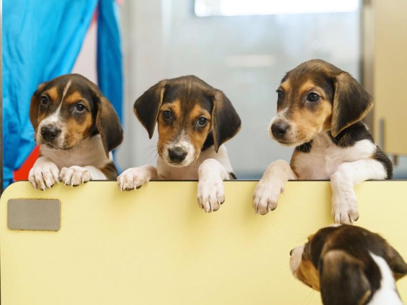 From  home-made pup-sicles to sunscreen - how to keep your dog safe during a heatwave