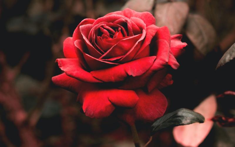 'We'll have a few surprises up our sleeves' - Rose of Tralee returns after two-year hiatus