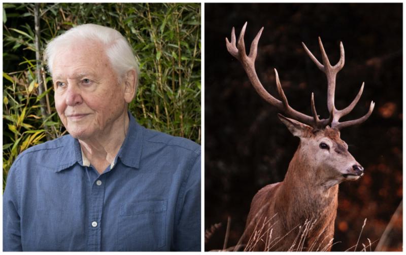 David Attenborough to showcase Ireland in new nature series