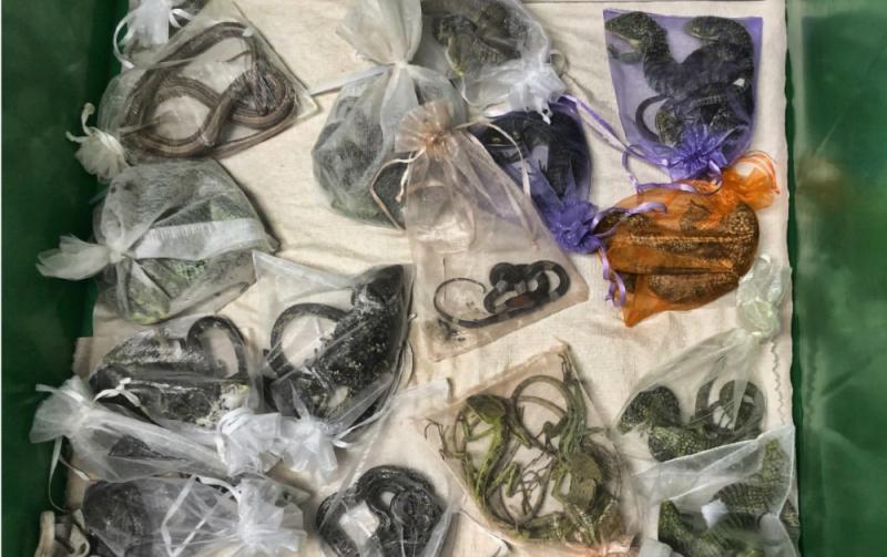 Man pleads guilty to smuggling 1,700 animals