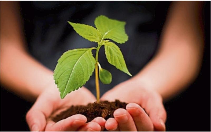 Horticulture growers to receive up to &euro;100,000 in exceptional payment scheme