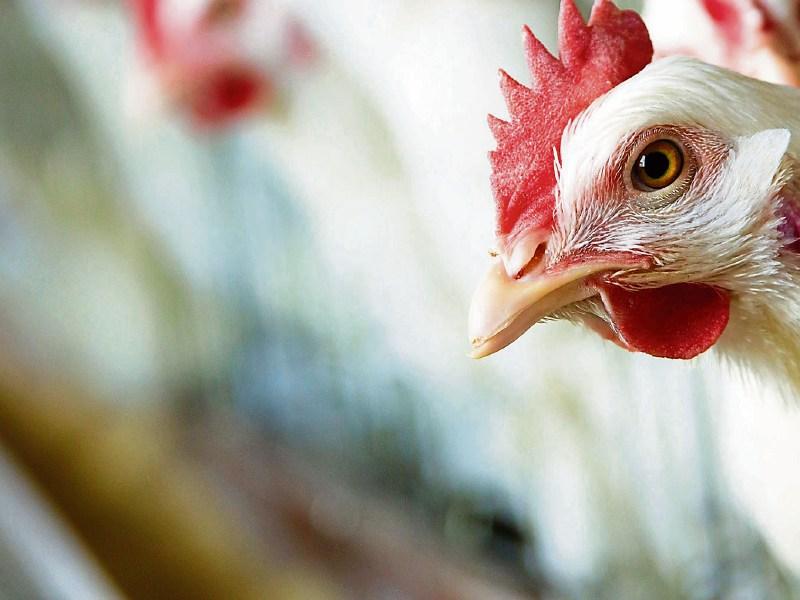Warning issued over outbreak of Avian flu