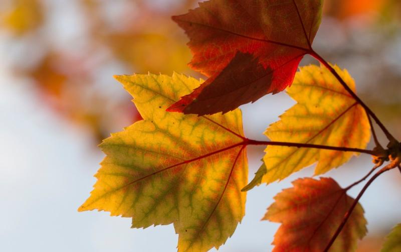 WEATHER WATCH: Turning cool and blustery this weekend with some outbreaks of rain expected