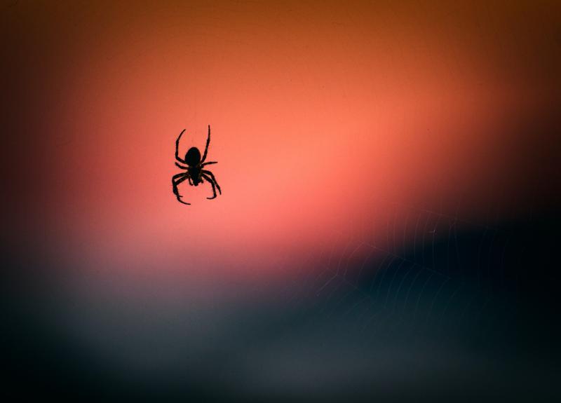 GUIDE: Top tips for Irish householders as spiders move indoors