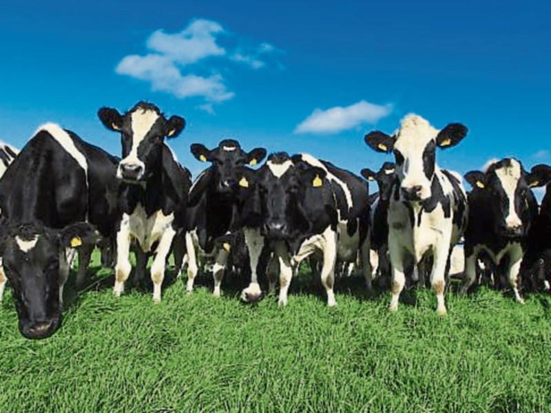 Farming families to get &euro;10 billion through CAP Strategic Plan