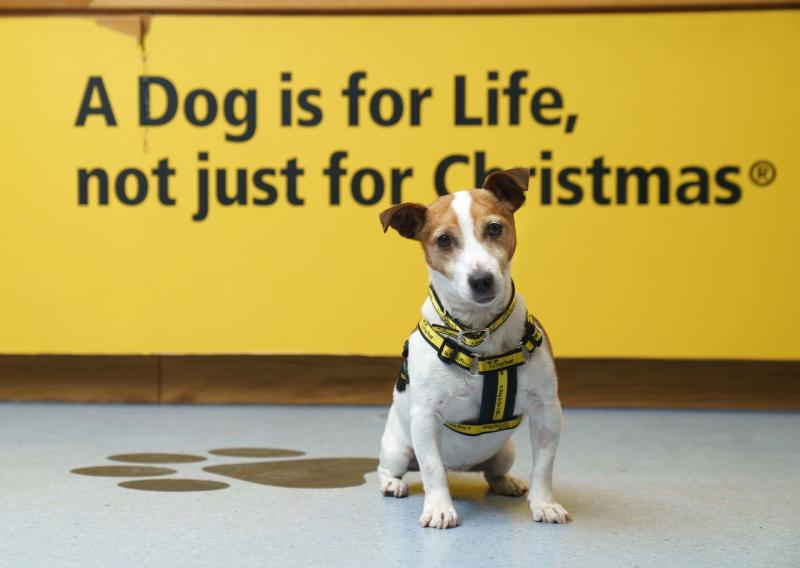 'Overwhelming list of dogs waiting to come into our care' - Unwanted dog crisis deepens in Ireland