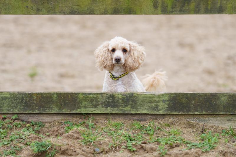 Harsher punishment sought for puppy farmers by Dogs Trust 
