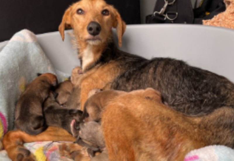 Irish animal charity appeals for foster homes after 'huge rise' in dog surrender requests