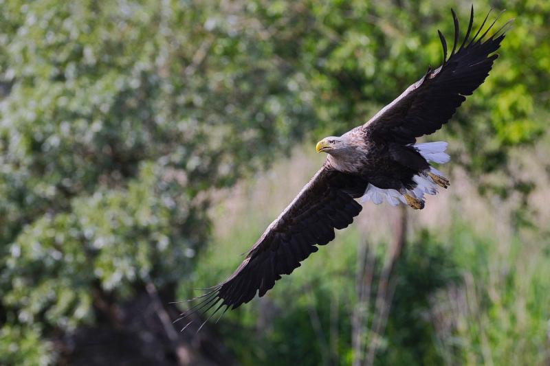 'Very disappointing' - Taoiseach shocked to hear of apparent poisoning of young eagles
