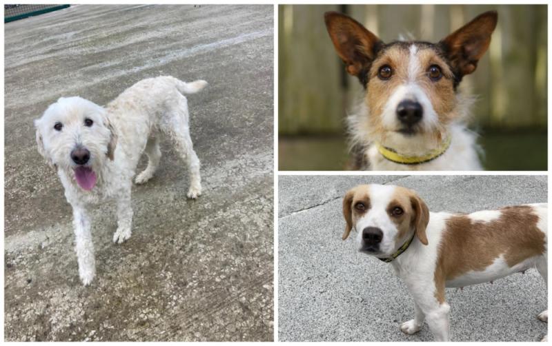 Animal charity 'extremely concerned' about soaring levels of abandoned dogs