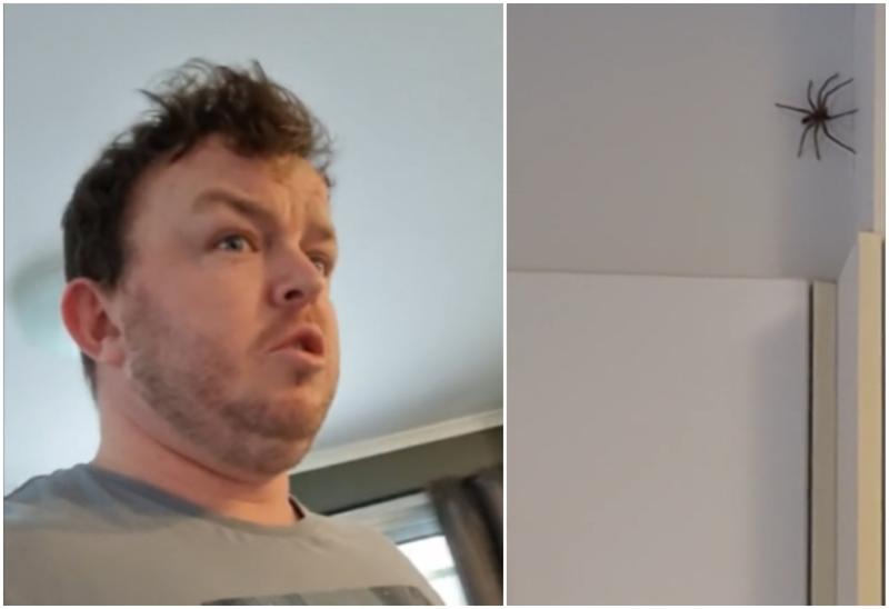 WATCH: Irish TikTok star's hilarious reaction to 'jaysus huge spider' in kitchen