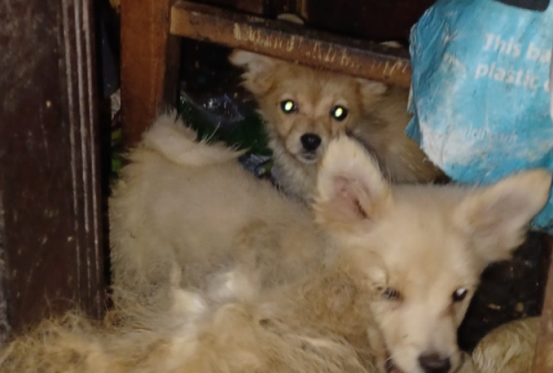 Elderly woman whose nine dogs were found in room 'full of faeces' gets 10 month sentence