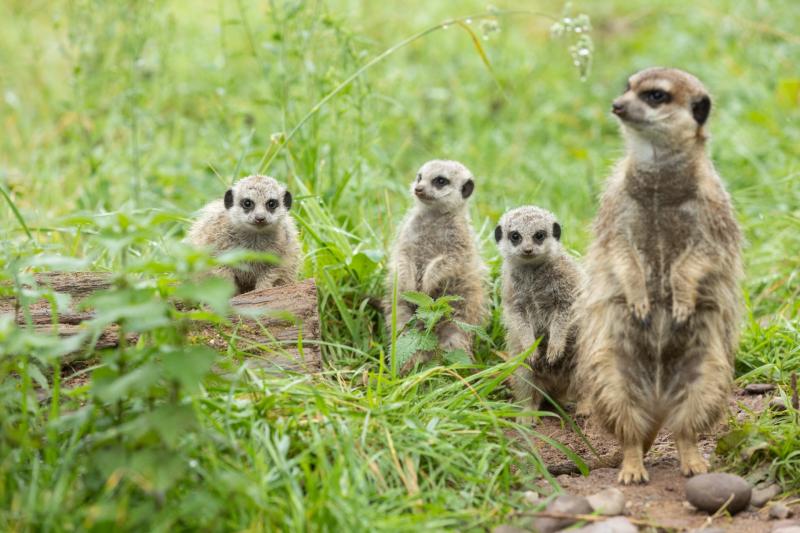 To win a prize, can you name Fota Wildlife Park's three new Meerkat babies? Details here!