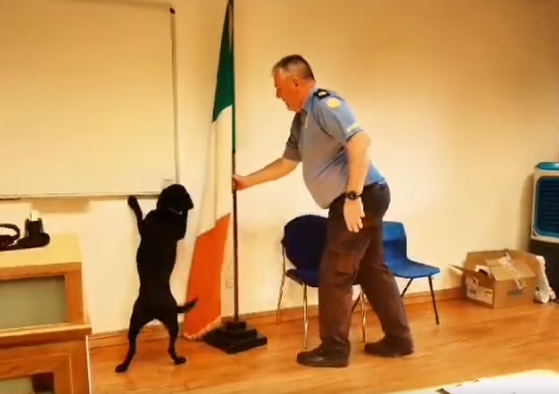 WATCH: Labrador from Garda Dog Unit races trainees to find illegal drugs