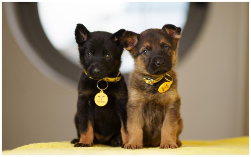 Worrying rise of dogs needing help as 'defenceless' puppies found in plastic bag