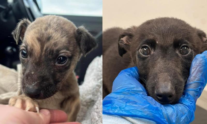 'It's just not fair' - Two out of seven puppies rescued by animal charity die from illness