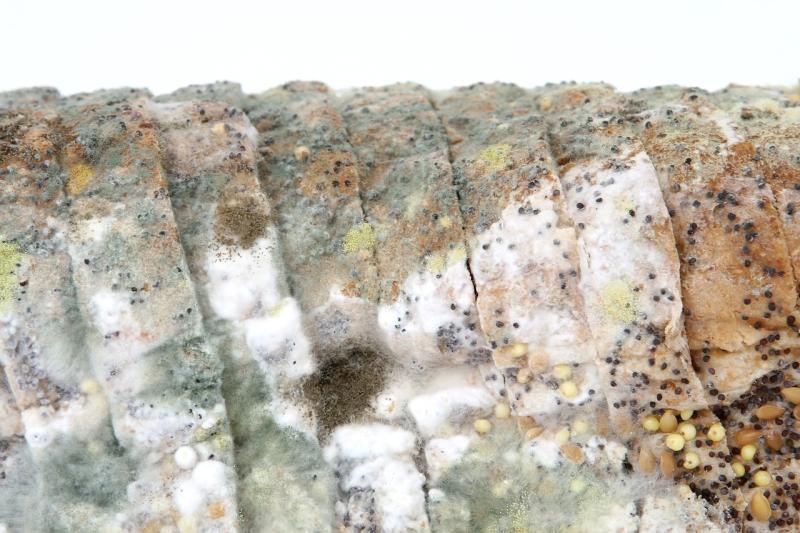 From dead mice in strawberries, to snails in coleslaw: Irish people's food complaints