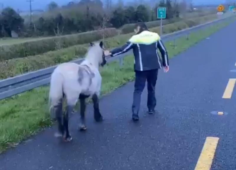 Garda&iacute; 'take pony for a stroll' in Kilkenny