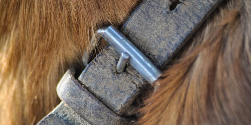 Young boy awarded &euro;20,000 after vicious dog attack 