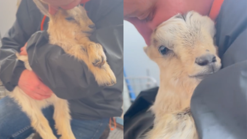 WATCH: 'Starving' baby goat found dumped in stranger's garden