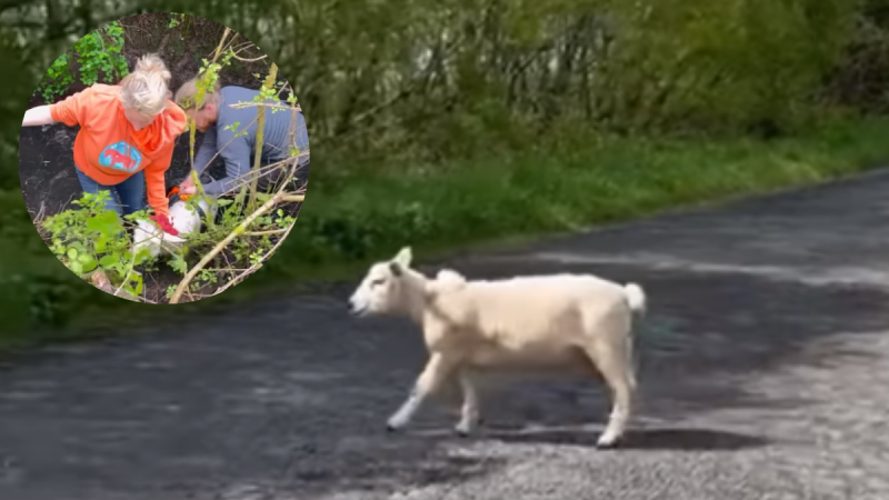 WATCH: Sheep spotted running on roads near N4 rescued with help of pet goat