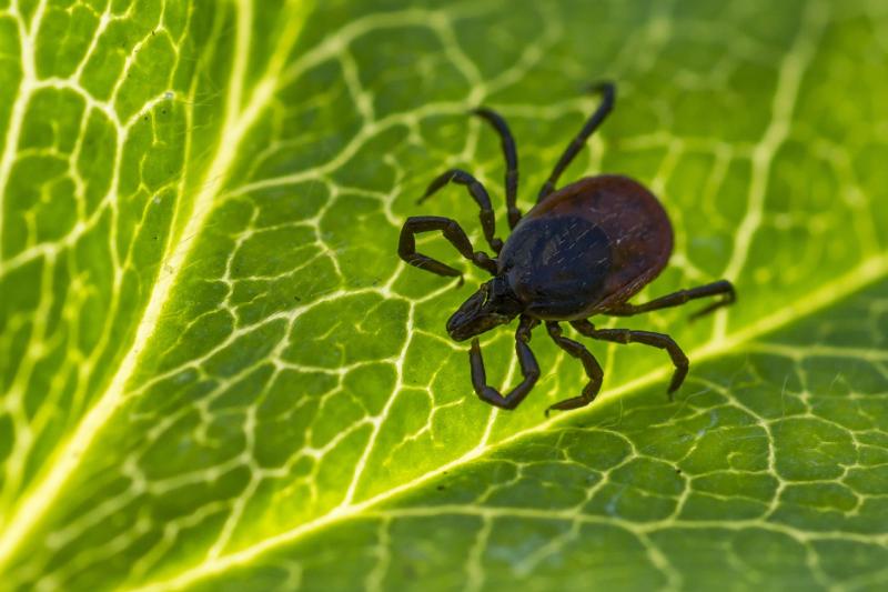 ALERT: Warning over 'spider-like' creatures in Ireland that could cause disease this summer