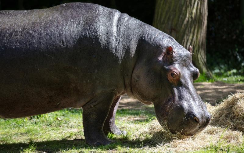 'Devastated' - Tragedy at Dublin Zoo as new hippo Ernie dies only two weeks after arrival