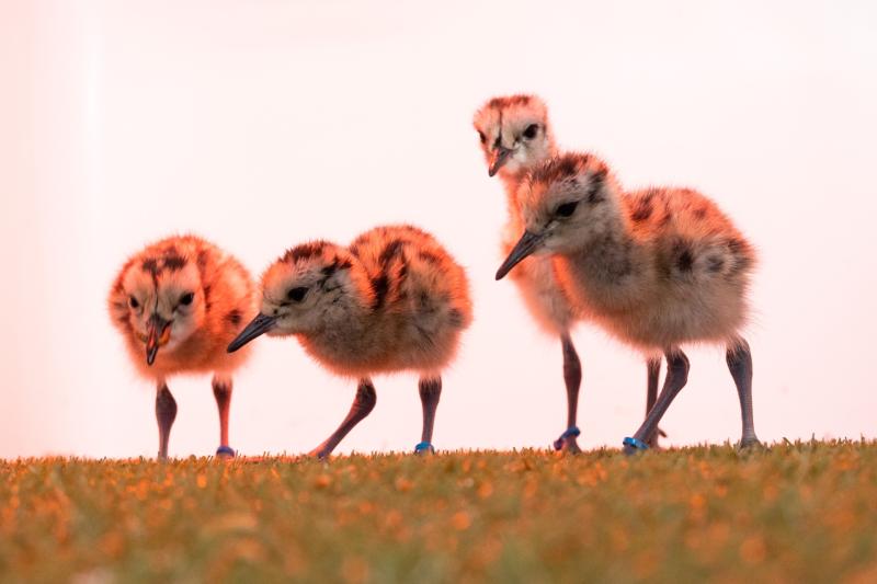 Critically endangered curlew chicks born at Fota Wildlife Park