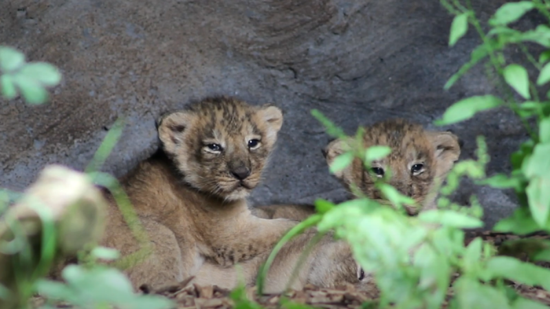 WATCH: 'We are overjoyed' - Litter of endangered lion cubs born at Fota Wildlife Park