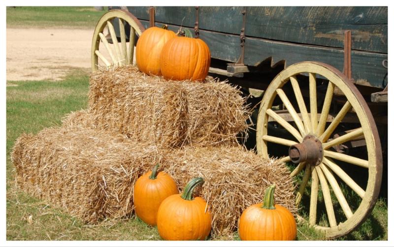 Calling all Halloween lovers - check out the top things to do this spooky season