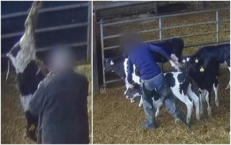 'Horrifying' - Viewers react to secret RT&Eacute; footage of cattle facility showing calves 'beaten'