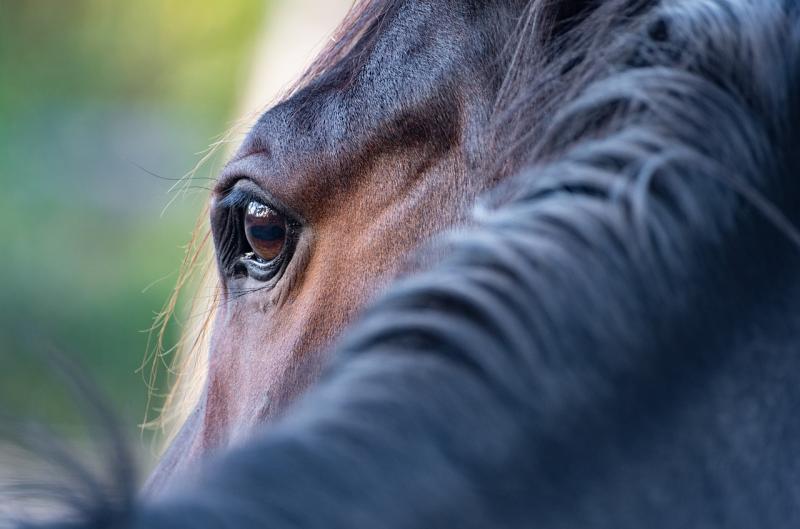 'Extremely barbaric' - Horrifying scene as horse found dead and dismembered in South Dublin
