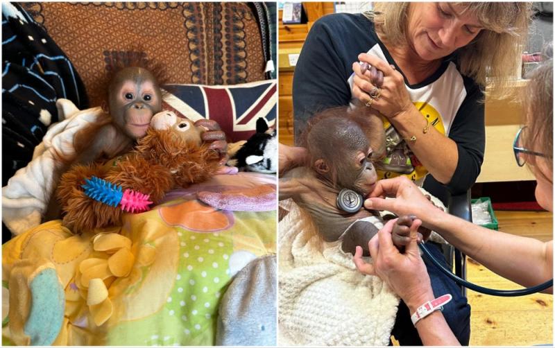 'Adorable' - Baby orangutan from Dublin Zoo taken in by international monkey nursery