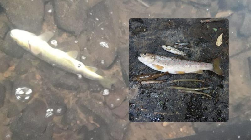 Uisce &Eacute;ireann convicted and fined over major fish kill following 'harmful' discharge
