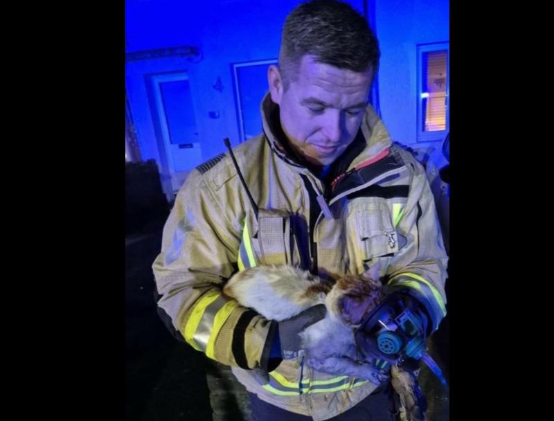 'Pets are family'- Biscuit the cat saved by firefighter with oxygen mask